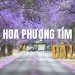 Khám phá những con đường ngắm hoa phượng tím Đà Lạt đẹp nhất