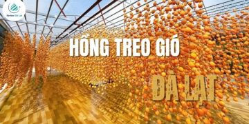 Hồng treo gió Đà Lạt