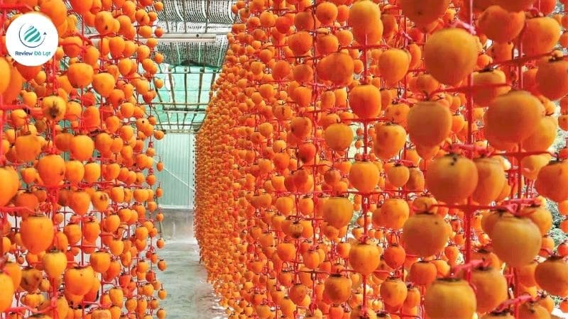 Hồng treo gió Đà Lạt