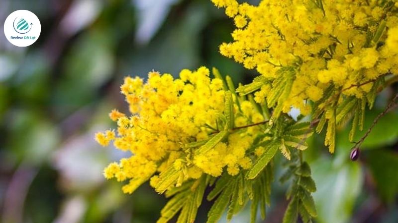 Đây là điểm dừng chân không thể bỏ lỡ trong hành trình khám phá hoa Mimosa