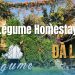 Légume Homestay - Hòa mình cùng những tán thông ngát