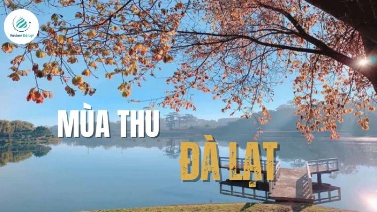 Mùa thu Đà Lạt: Lạc lối trong vẻ đẹp của thành phố ngàn hoa