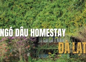 Ngó Dâu Homestay – Góc Nhỏ An Yên Giữa Lòng Đà Lạt Thơ Mộng