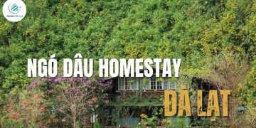 Ngó Dâu Homestay – Góc Nhỏ An Yên Giữa Lòng Đà Lạt Thơ Mộng