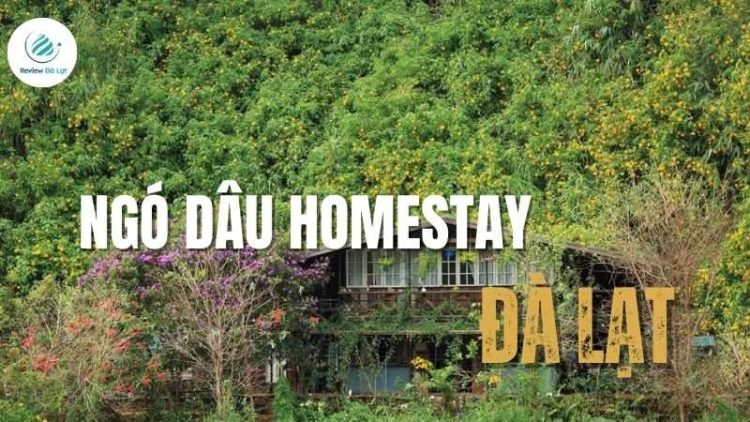 Ngó Dâu Homestay – Góc Nhỏ An Yên Giữa Lòng Đà Lạt Thơ Mộng