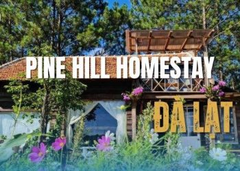 Review Pine Hill homestay Đà Lạt: Nơi trú ẩn đầy thơ giữa phố núi