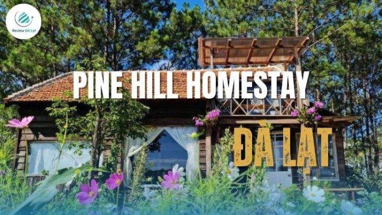 Review Pine Hill homestay Đà Lạt: Nơi trú ẩn đầy thơ giữa phố núi