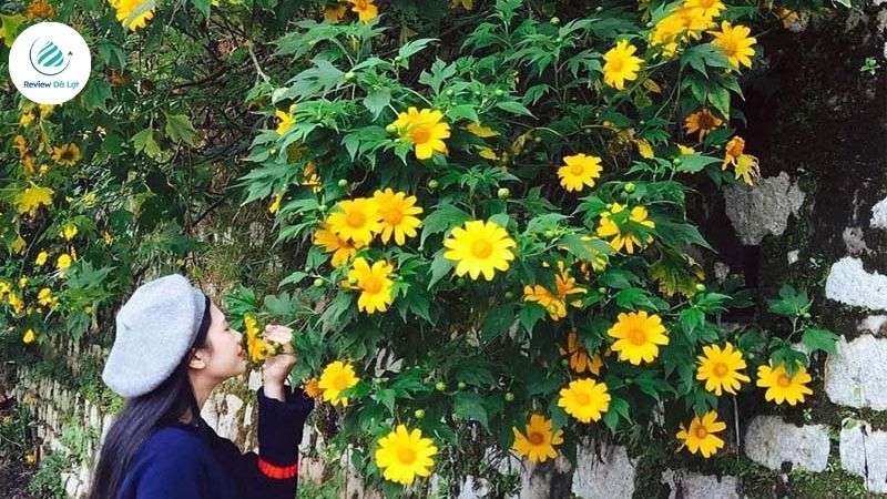 Sắc vàng tươi tắn của dã quỳ tạo nên một bức tranh thiên nhiên sinh động