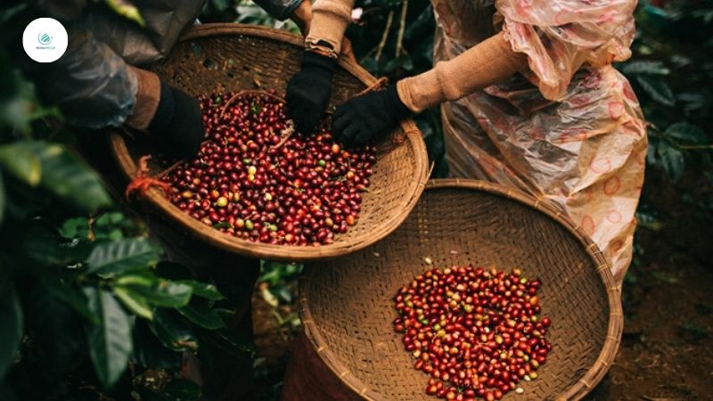 thu hoạch cà phê Arabica Đà Lạt