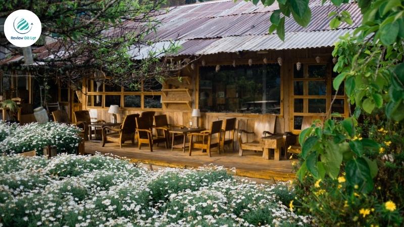 Vườn cúc họa mi tinh khôi và thơ mộng
