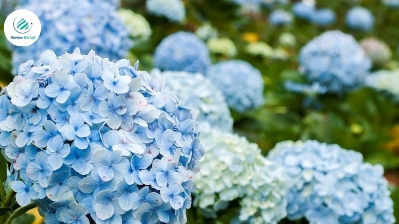 Biểu tượng tình cảm của hoa cẩm tú cầu mang nhiều sắc thái riêng