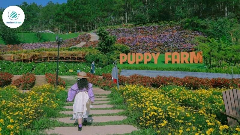 Các lưu ý quan trọng khi tham quan nông trại cún Puppy Farm