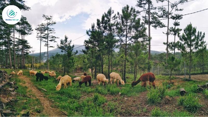 Nông trại mô hình nước ngoài, thú thân thiện đáng yêu