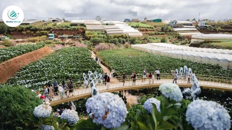 Cánh đồng hoa rộng lớn giữa khung cảnh rừng thông yên bình