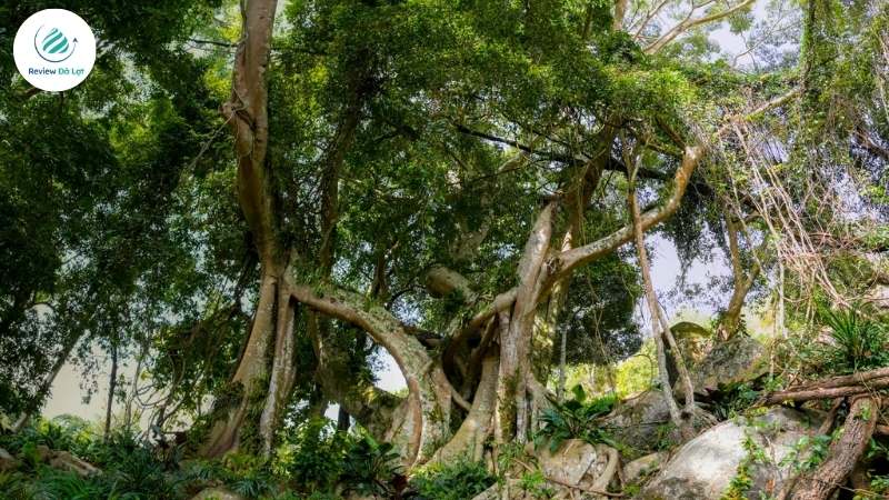 Thưởng thức món ngon đặc sản vùng cao tại Cao Nguyên Hoa