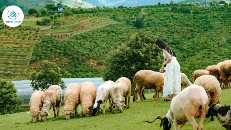Nông trại phong cách châu Âu giữa núi rừng Tà Nung
