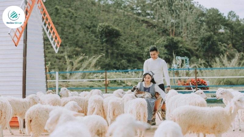 Chơi đùa cùng những chú cừu trắng dễ thương.
