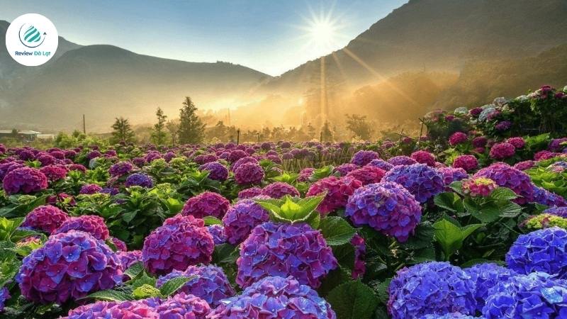 Vườn Hoa Cẩm Tú Cầu