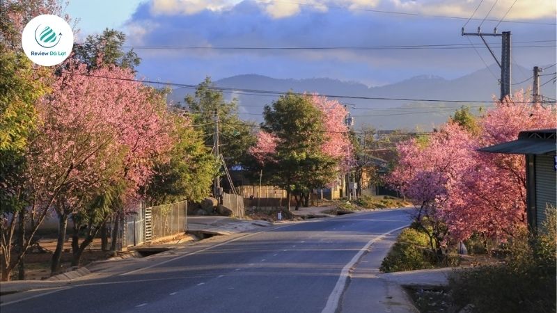 Mỗi độ xuân về, Đà Lạt như khoác lên mình chiếc áo hồng phấn dịu dàng từ hàng trăm cây Mai Anh Đào nở rộ