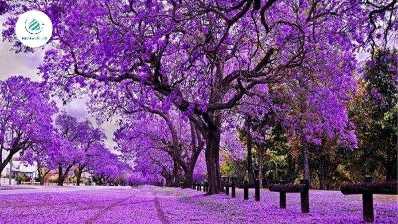 Khoảng tháng 3 - 4 hằng năm, cung đường Nguyễn Thị Minh Khai lại trở nên quyến rũ với sắc tím của hoa phượng đặc biệt