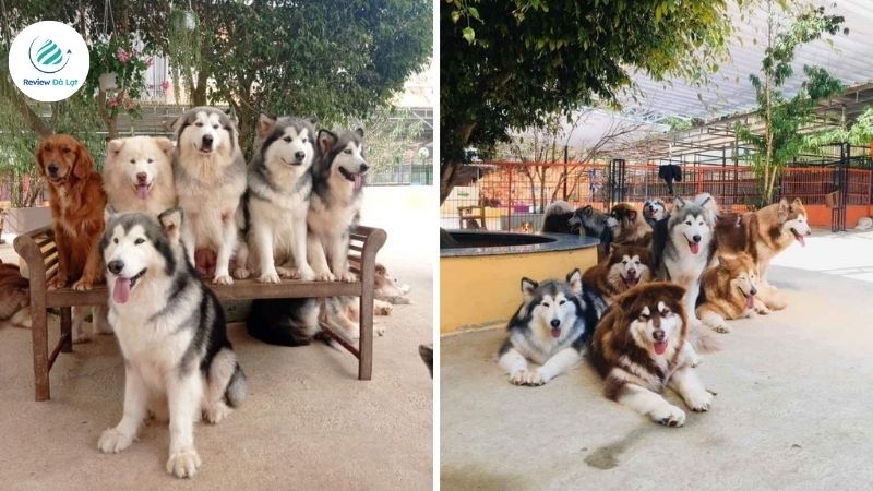 Gặp gỡ hơn 100 bé cún đủ giống loài tại Puppy Farm Đà Lạt