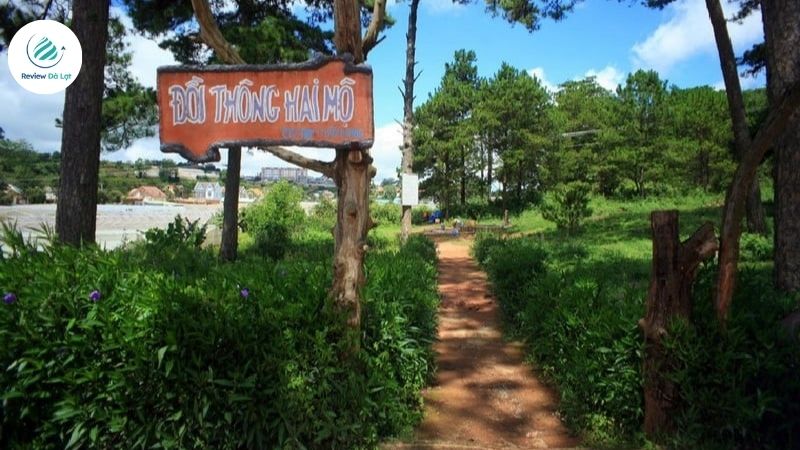 Ghé thăm đồi thông Hai Mộ