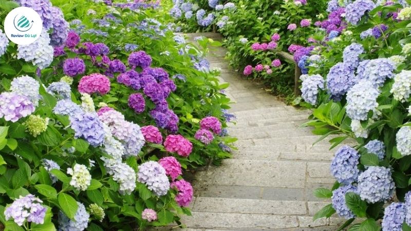 Vườn hoa cẩm tú cầu