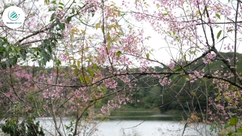 Hồ Tuyền Lâm một trong những cung đường ngắm hoa mai anh đào đẹp