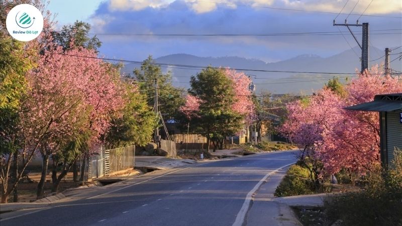 Hàng cây mai anh đào nở rực rỡ trên đường Trần Hưng Đạo