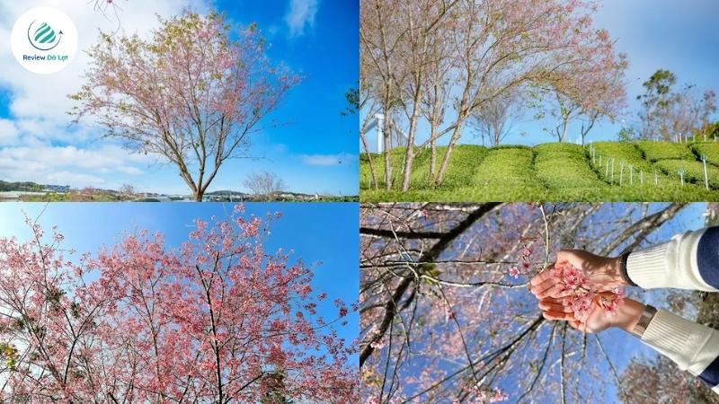 Mai anh đào nở hai bên đường đến đồi chè Cầu Đất