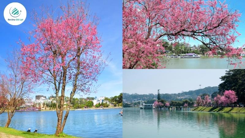 Hoa anh đào phản chiếu mặt nước hồ Xuân Hương