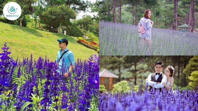 Không gian thơ mộng giữa Thung lũng Tình Yêu mùa lavender nở