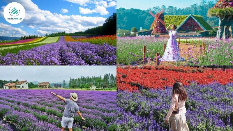 Lavender phối cùng các giống khác tạo nên bức tranh hoa đa sắc