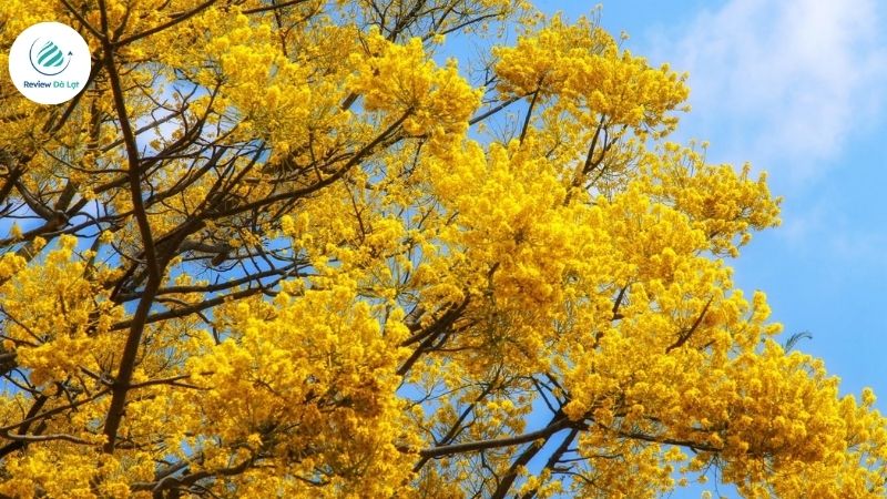 Mùa Hoa Phượng Vàng Đà Lạt rơi vào tháng mấy?