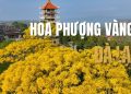 Mùa Hoa Phượng Vàng Đà Lạt: Vẻ đẹp rực rỡ níu chân lữ khách