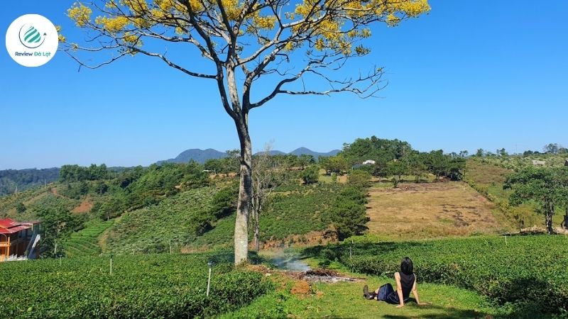 Những địa điểm ngắm Hoa Phượng Vàng Đà Lạt đẹp nhất