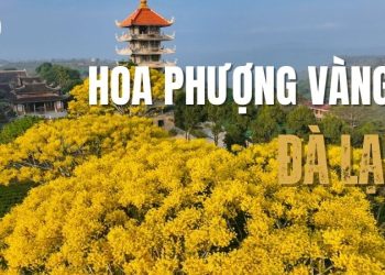 Mùa Hoa Phượng Vàng Đà Lạt: Vẻ đẹp rực rỡ níu chân lữ khách