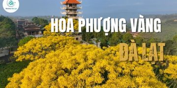 Mùa Hoa Phượng Vàng Đà Lạt: Vẻ đẹp rực rỡ níu chân lữ khách
