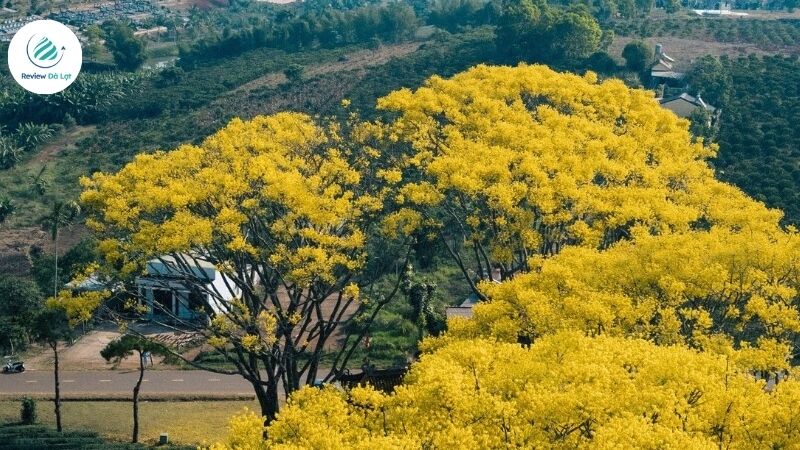 Lưu ý khi đi ngắm Mùa Hoa Phượng Vàng Đà Lạt