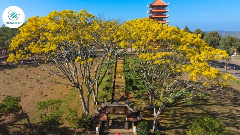 Mẹo chọn trang phục để chụp hình cùng Hoa Phượng Vàng Đà Lạt