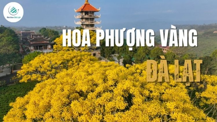 Mùa Hoa Phượng Vàng Đà Lạt: Vẻ đẹp rực rỡ níu chân lữ khách