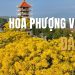 Mùa Hoa Phượng Vàng Đà Lạt: Vẻ đẹp rực rỡ níu chân lữ khách