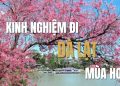 Kinh nghiệm đi Đà Lạt mùa hoa: Trọn bộ bí kíp từ A đến Z