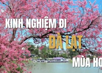 Kinh nghiệm đi Đà Lạt mùa hoa: Trọn bộ bí kíp từ A đến Z
