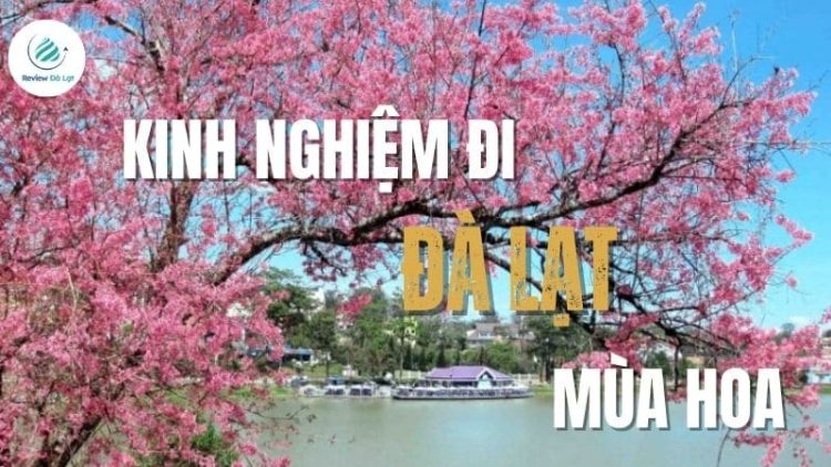 Kinh nghiệm đi Đà Lạt mùa hoa: Trọn bộ bí kíp từ A đến Z