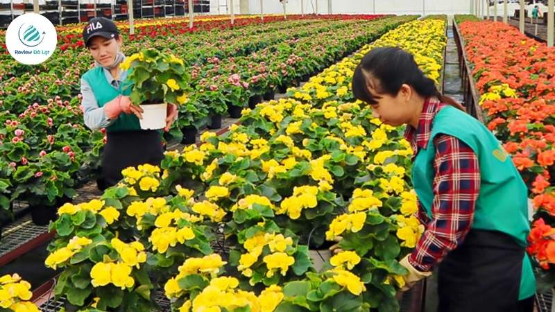 Tận tay trồng hoa cùng người dân địa phương