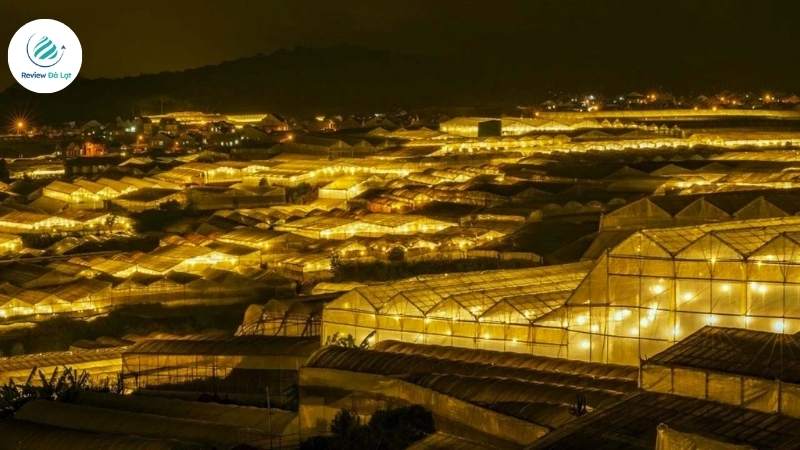 Vườn hoa rực rỡ dưới ánh đèn vàng