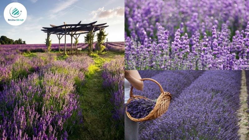 Cánh đồng Lavender trải dài trên nền chè xanh Cầu Đất lãng mạn