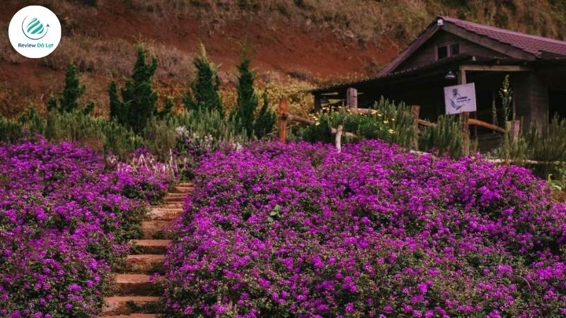 View hồ và lavender tạo nên background sống ảo cực chất tại Túi Thương Nhớ