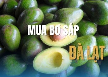 Hướng dẫn mua bơ sáp Đà Lạt tươi ngon, chất lượng, giá cả hợp lý